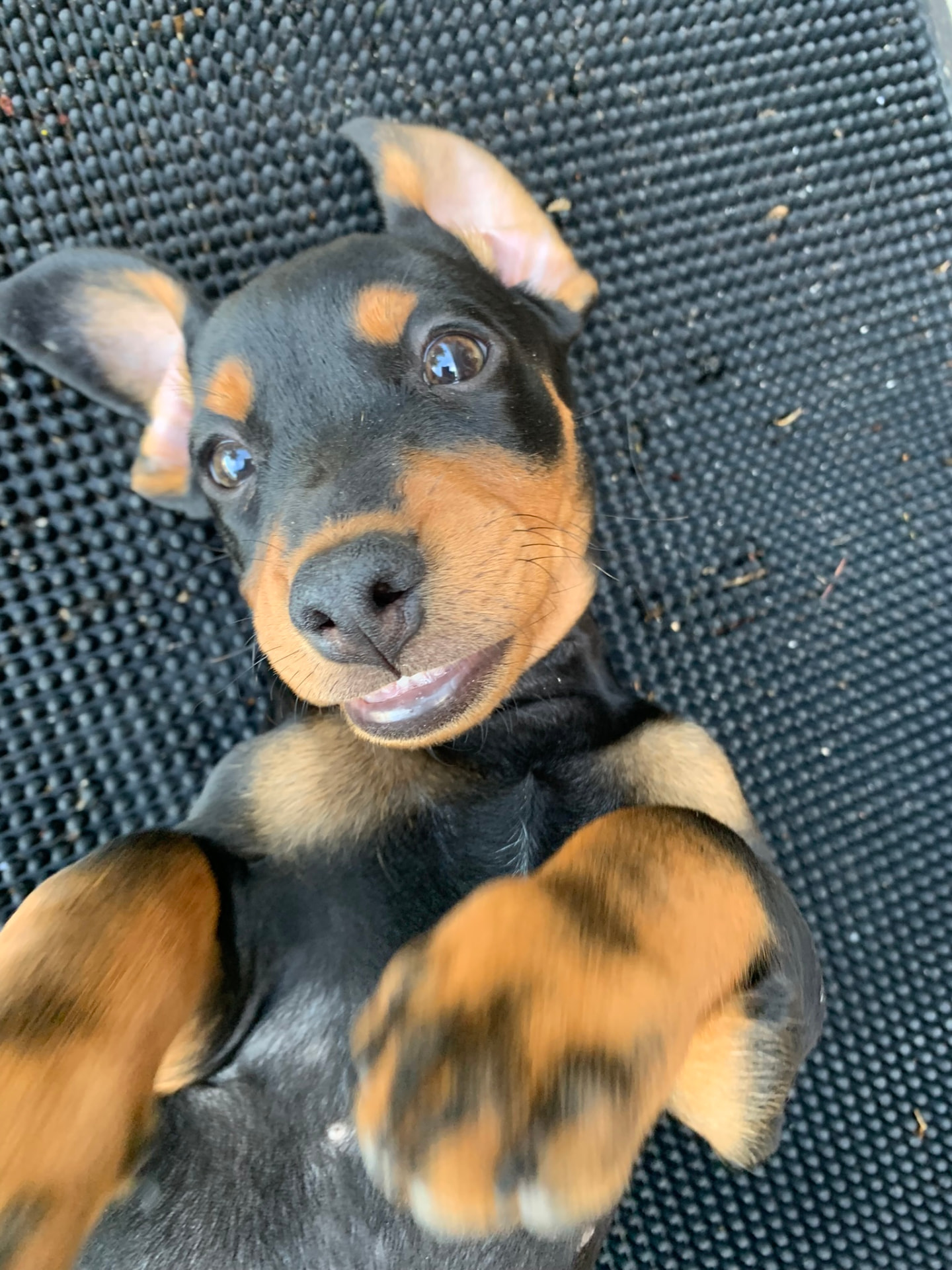 Cucciolo sorridente sdraiato sulla schiena