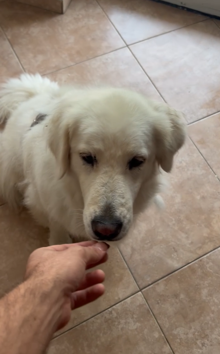 Mano che offre un bocconcino a un cucciolo ospite di Casa Velia