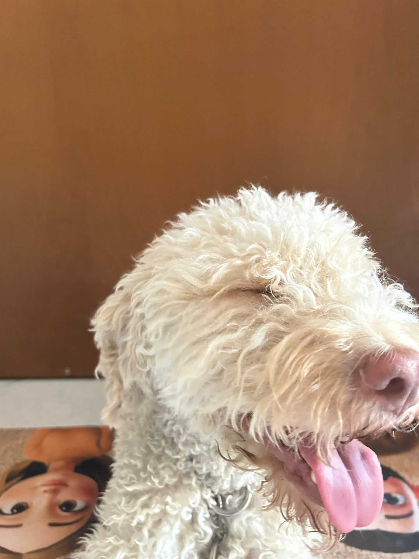 Lagotto felice con la lingua fuori, ospite di Casa Velia