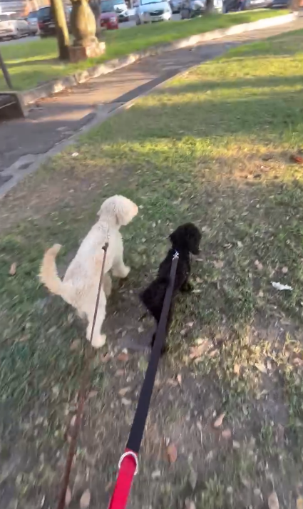 Due cani durante una passeggiata ai Castelli Romani