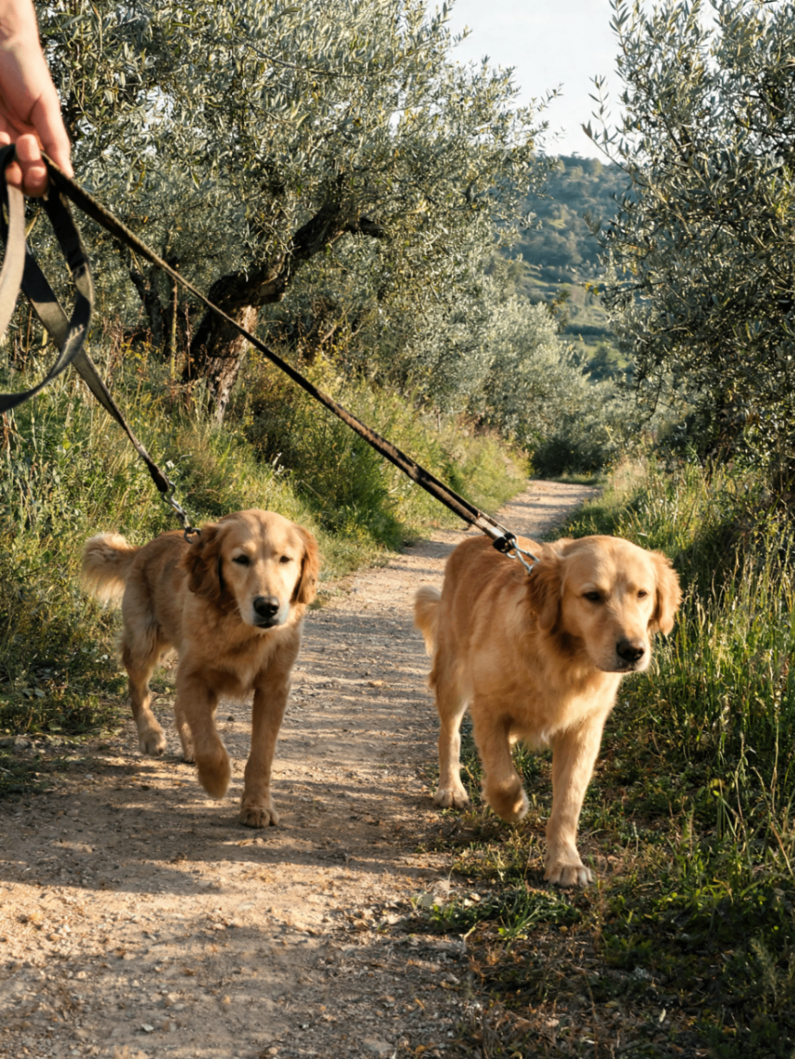 Passeggiate
